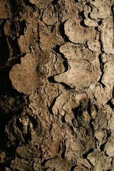 Bark