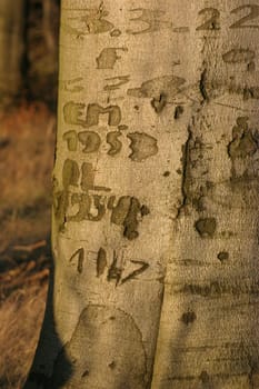 Bark Notes