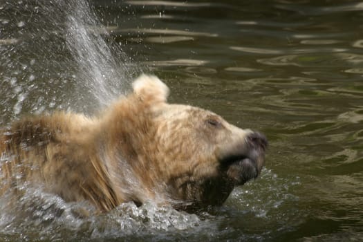 Spritz Bear