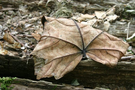 Brittle leaf