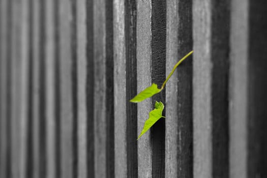 New life