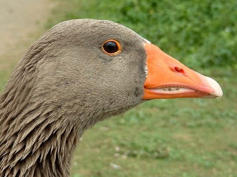 Showing teeth