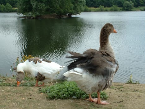 Fluffed up