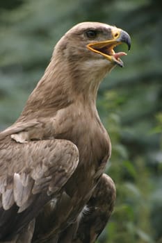 Steppe eagle