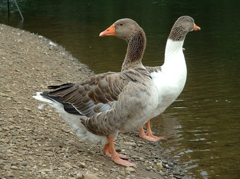 Geese do not need a rear-view mirror. Unless they have dislocated their necks -)
