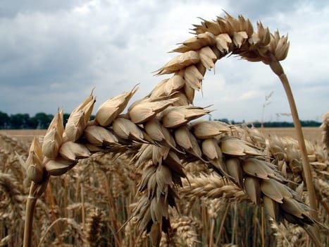 To the glory of the ear of corn