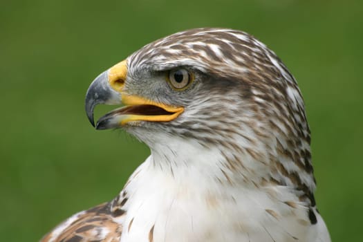 Royal Rough-footed Buzzard
