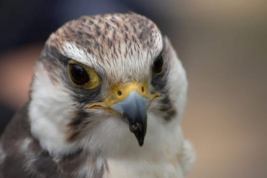of a lugger falcon at a demonstration in the griffin observatory of the Edersee Wildlife Park. I can warmly recommend this griffin observatory and the air show to everyone. It's absolutely great! http://www.greifenwarte-edersee.de/ ISO 320  F/6.3  1/1250sec  220mm