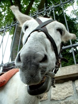 Drunken donkey
