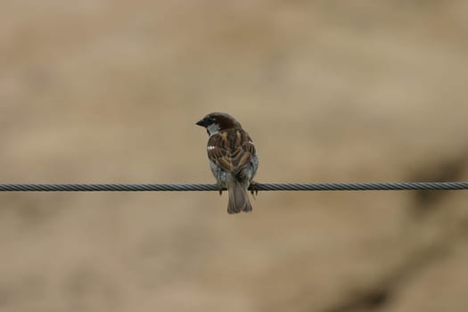 Sparrow