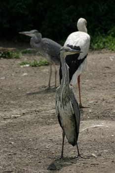 An otherwise always so elegant-looking heron in a somewhat unflattering frontal shot...