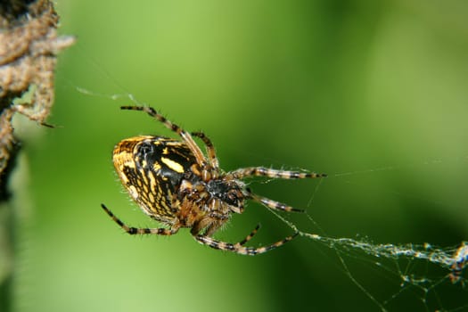 Oak leaf wheel web spider