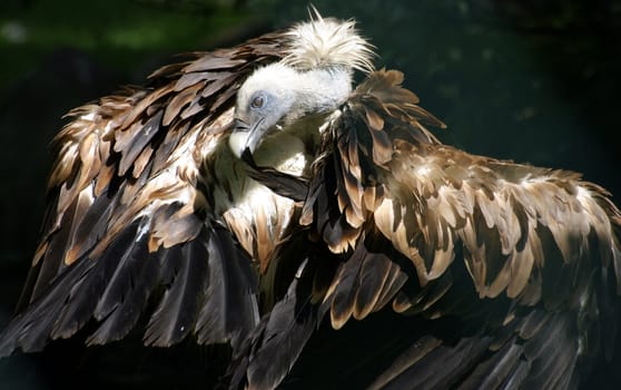 Griffon vulture