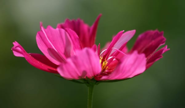 I think that this flower is a Cosmea,please let me know if this is not the case!!! Thank you!! Greeting Bea