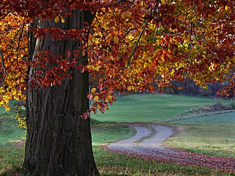 my absolute favorite tree...