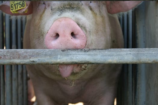 Breeding sow