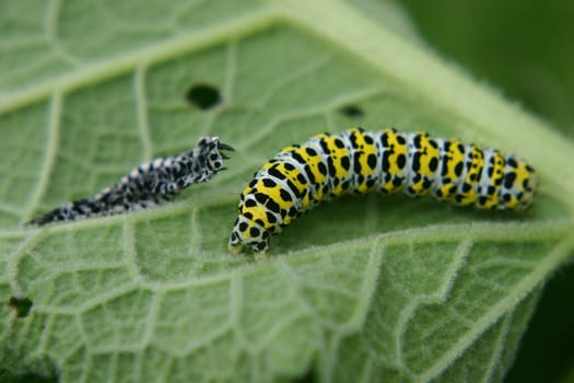 Caterpillar of the mullein monk with stripped skin