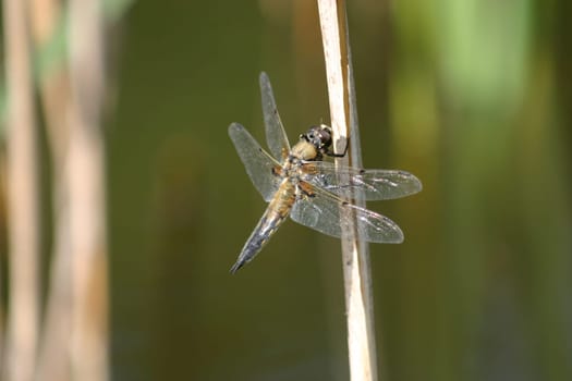Four-spotted chaser