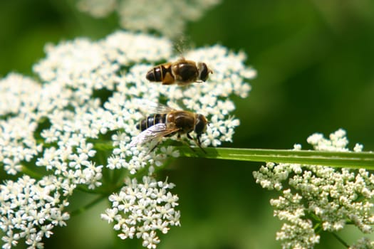 Hoverflies