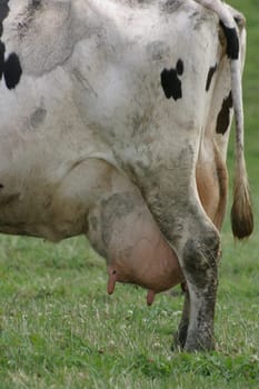 Plump udder