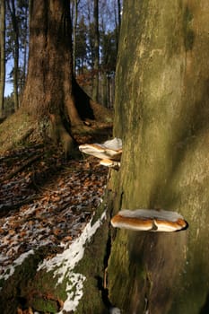 Tree with mushrooms