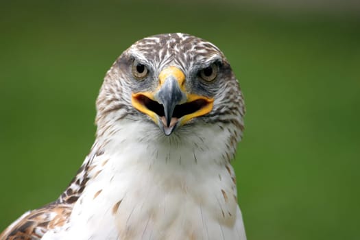 Buzzard Portrait