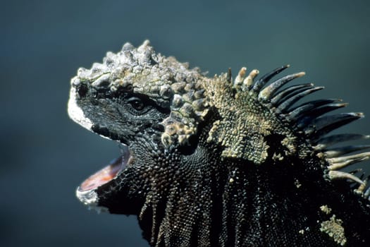 Marine iguana taken on the Galápagos island of Fernandina. The marine iguanas are a species of iguana found only in the Galápagos. They are the only lizard species (with the exception of crocodiles,alligators,etc.) that go into the sea to feed. In doing so,grazing