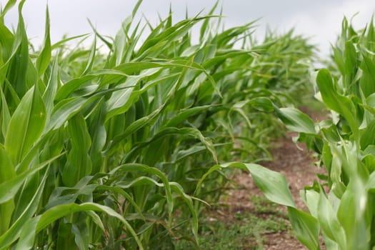 Young corn plants