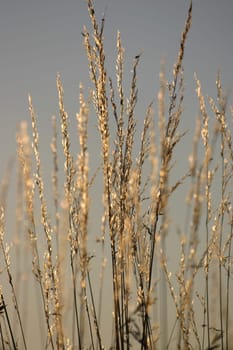 Goldgrass