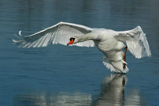 It's not so easy on bare ice,but the boss from the lake demonstrated it again and again in the most impressive way. He was under a lot of stress and seemed to be quite angry with almost all the other swans in the lake. Again and again flew,swam,rob