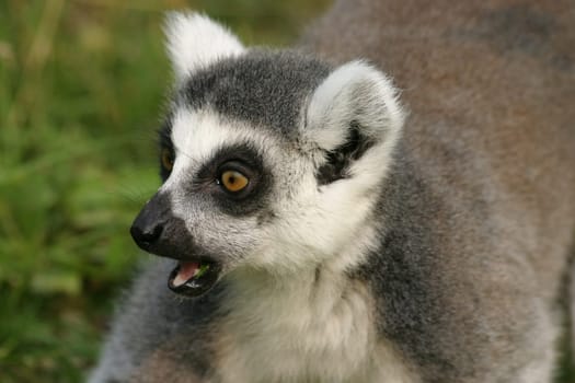Astonished ring-tailed lemur