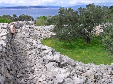The picture was taken in Croatia on the island of Krk. The inhabitants have piled up the stones to form ramparts and at the same time paths,in order to gain a small open area for the olive trees and as pasture for the goats.