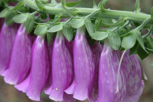 Red foxglove