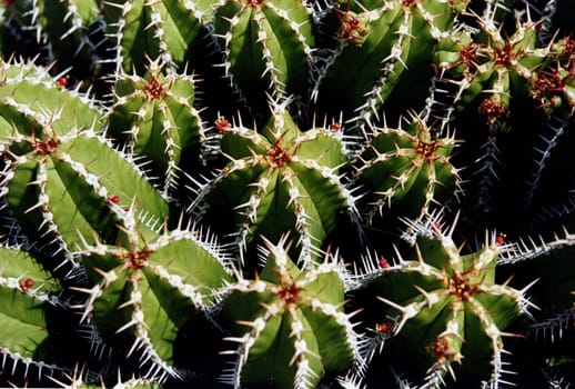 Jardin de cactus