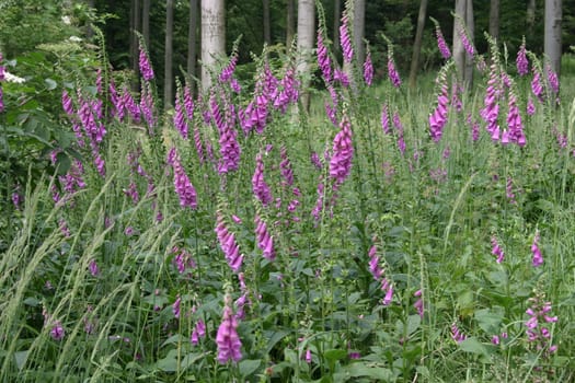 Foxglove occurrence
