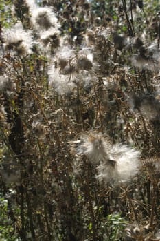 Thistles