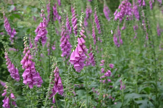 More foxglove