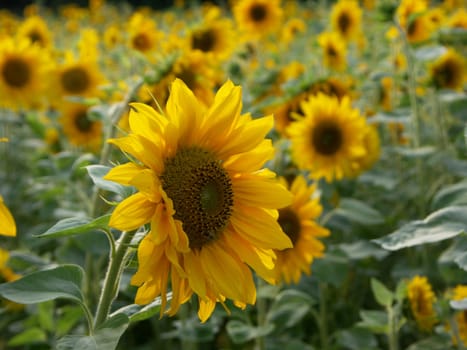 Sunflower field