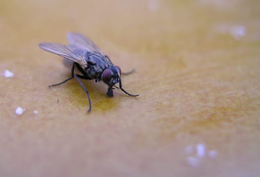 Here the eyes are blurred,but the proboscis is sharp.