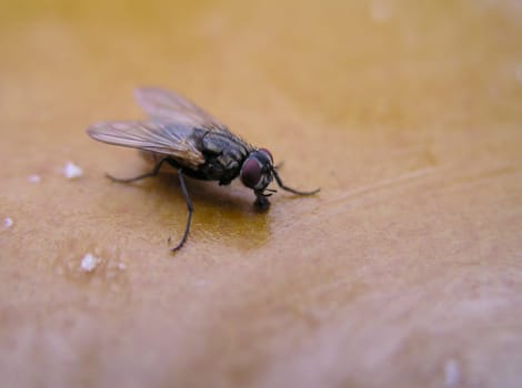 Here the eyes are sharper,but the proboscis blurred.