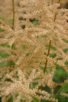 Ornamental grass