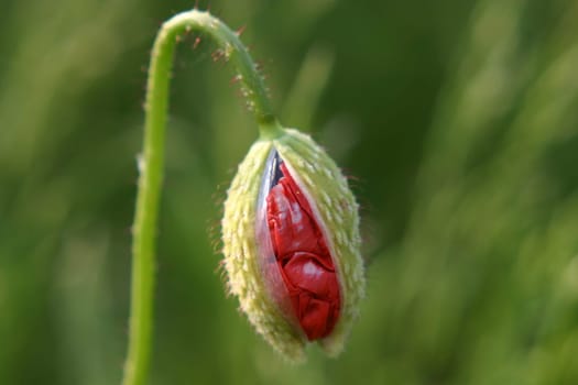 Poppy bud