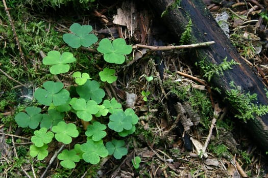 Clover in the forest