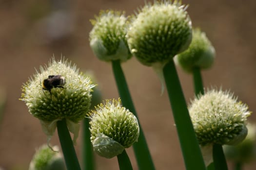 Blooming bulbs