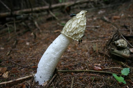 Stink Morel 2