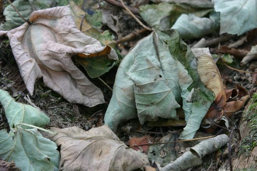 Dry leaves