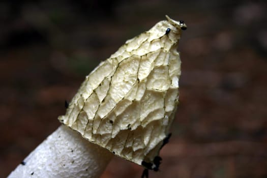 Stinkhorn