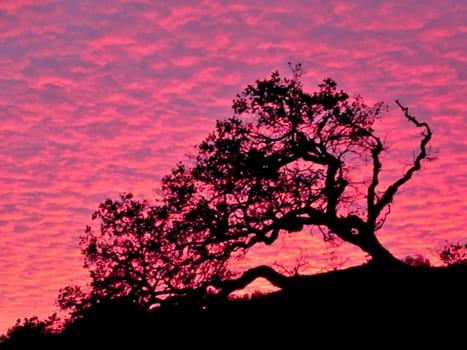Sunset Tree