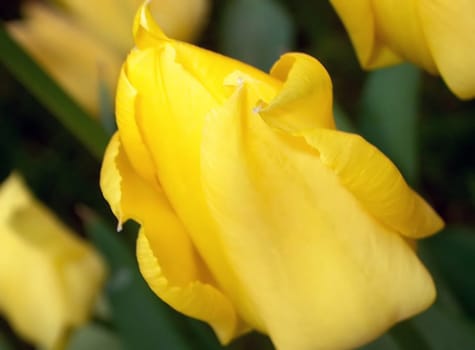 yellow tulip