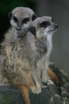 Meerkat